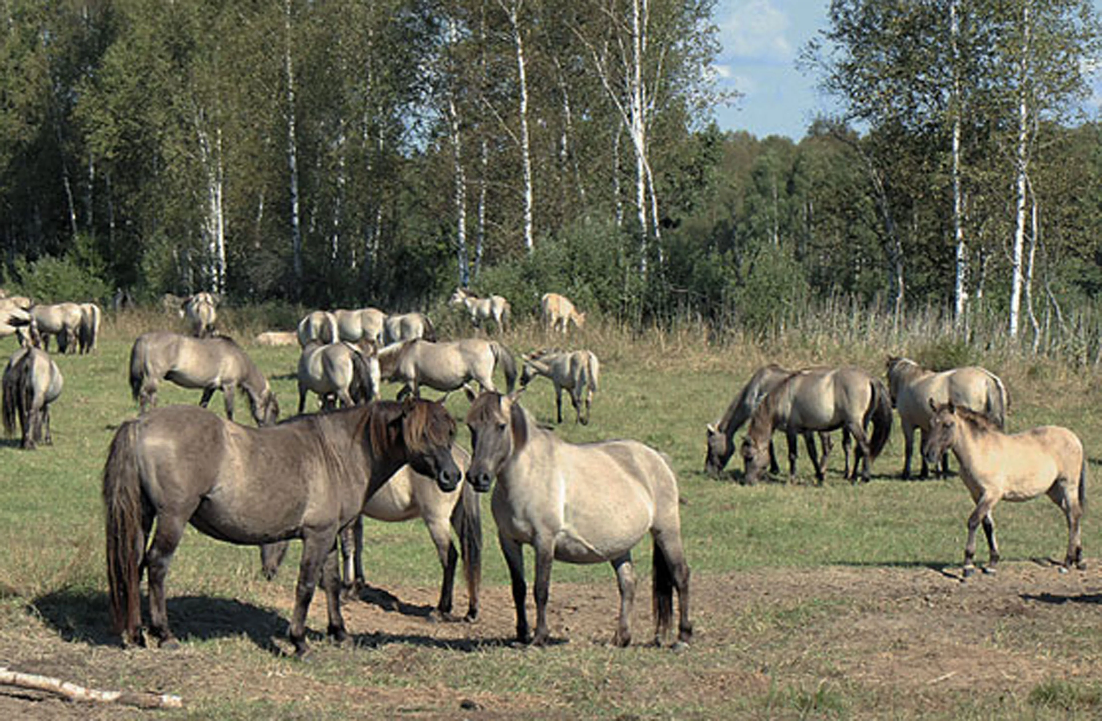 Одна из фишек заказника "Налибокский" - тарпановидные лошадки породы коник. Туристы от них в восторге!